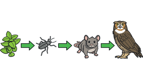 Pedagogická fakulta MUNI - Biologie
